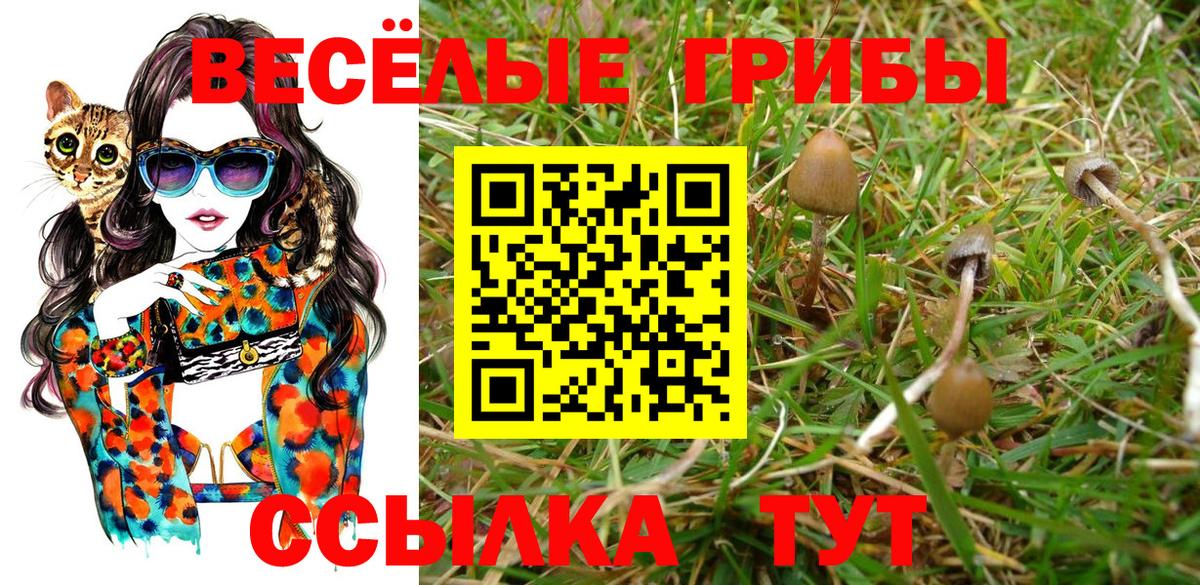 где купить   Галлюциногенные грибы Psilocybine cubensis  Вход с VPN  Минусинск 